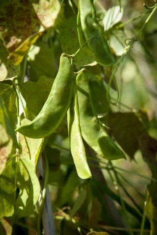 Cranberry Beans - Italy